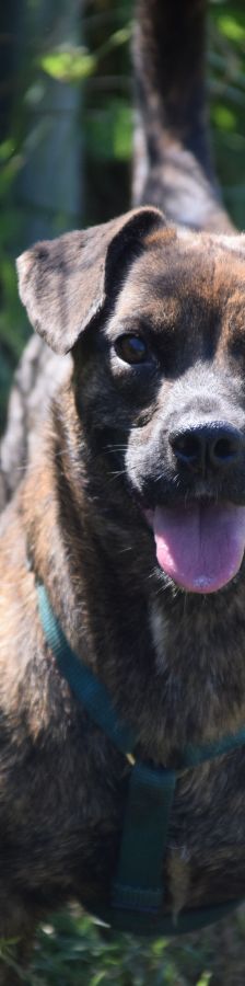 lulu – Mischling, Weibchen, 6 Jahre, Ungarn – Foto 15