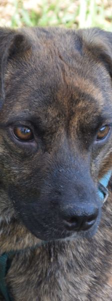 lulu – Mischling, Weibchen, 6 Jahre, Ungarn – Foto 16