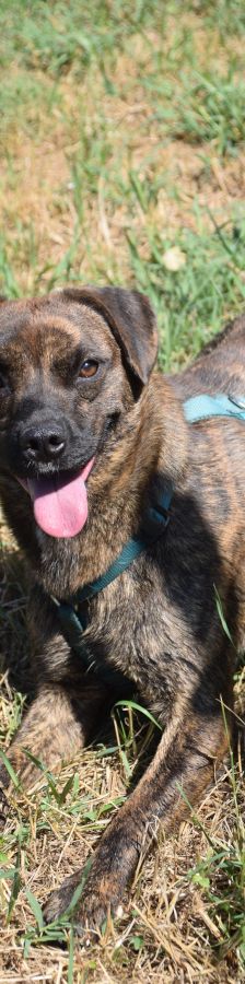 lulu – Mischling, Weibchen, 6 Jahre, Ungarn – Foto 17