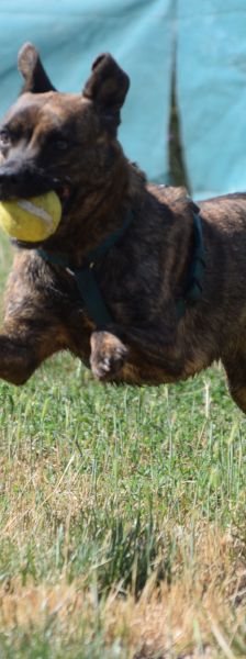 lulu – Mischling, Weibchen, 6 Jahre, Ungarn – Foto 18