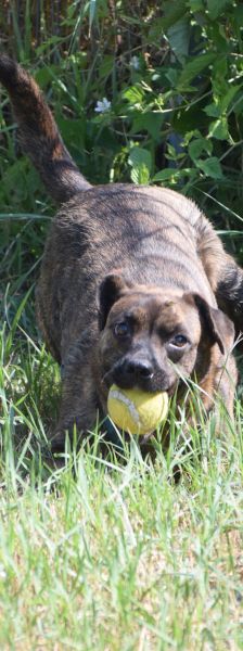 lulu – Mischling, Weibchen, 6 Jahre, Ungarn – Foto 19