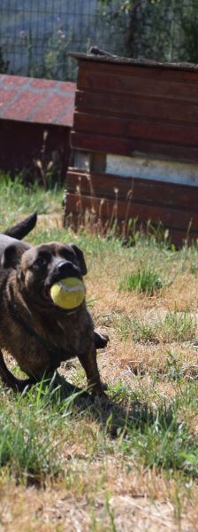 lulu – Mischling, Weibchen, 6 Jahre, Ungarn – Foto 20