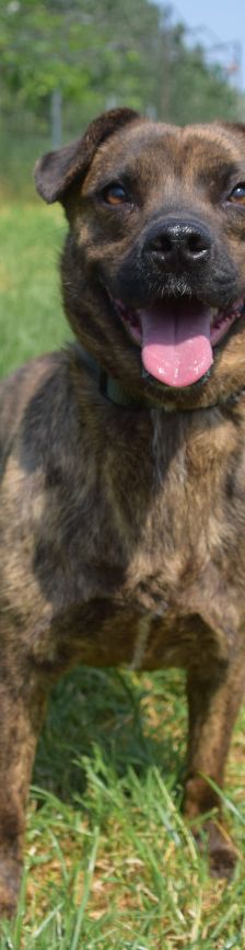 lulu – Mischling, Weibchen, 6 Jahre, Ungarn – Foto 22