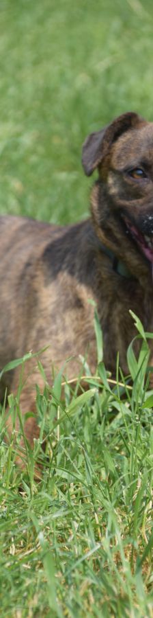 lulu – Mischling, Weibchen, 6 Jahre, Ungarn – Foto 23