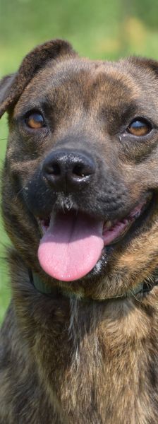 lulu – Mischling, Weibchen, 6 Jahre, Ungarn – Foto 24