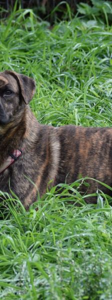 lulu – Mischling, Weibchen, 6 Jahre, Ungarn – Foto 25