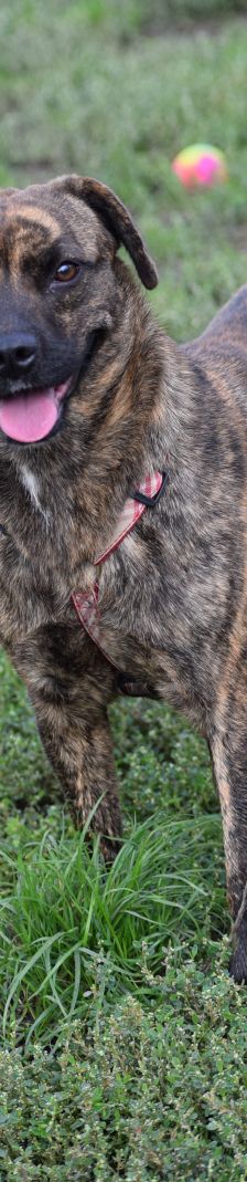 lulu – Mischling, Weibchen, 6 Jahre, Ungarn – Foto 26