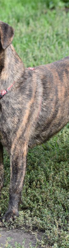 lulu – Mischling, Weibchen, 6 Jahre, Ungarn – Foto 27