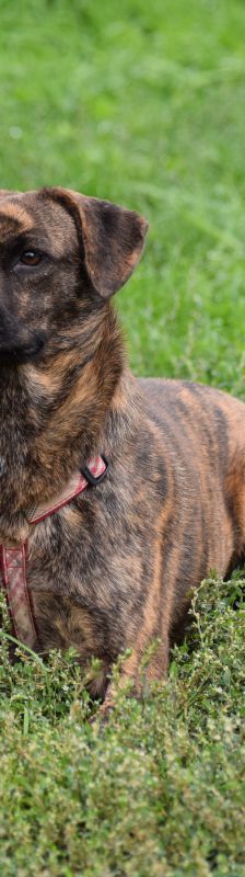lulu – Mischling, Weibchen, 6 Jahre, Ungarn – Foto 28