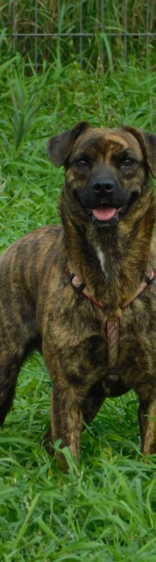 lulu – Mischling, Weibchen, 6 Jahre, Ungarn – Foto 29