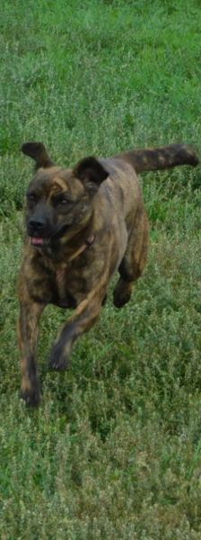 lulu – Mischling, Weibchen, 6 Jahre, Ungarn – Foto 30