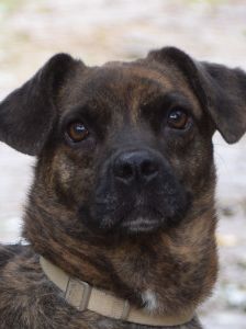 lulu – Mischling, Weibchen, 6 Jahre, Ungarn – Foto 31