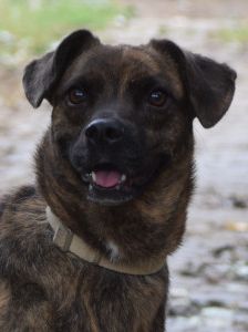 lulu – Mischling, Weibchen, 6 Jahre, Ungarn – Foto 32