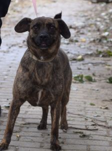 lulu – Mischling, Weibchen, 6 Jahre, Ungarn – Foto 33