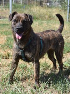 lulu – Mischling, Weibchen, 6 Jahre, Ungarn – Foto 34