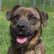 lulu – Mischling, Weibchen, 6 Jahre, Ungarn – Foto 35