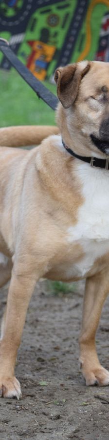 popeye – Mischling, Männchen, 6 Jahre, Ungarn – Foto 1