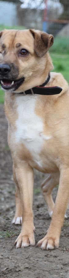 popeye – Mischling, Männchen, 6 Jahre, Ungarn – Foto 2