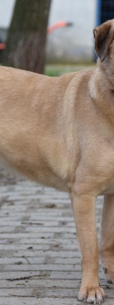 popeye – Mischling, Männchen, 6 Jahre, Ungarn – Foto 3