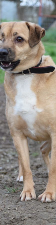 popeye – Mischling, Männchen, 6 Jahre, Ungarn – Foto 4
