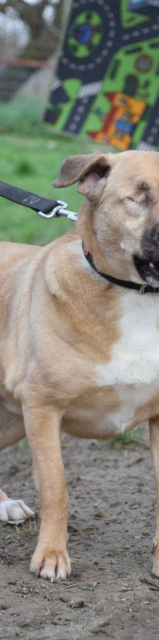 popeye – Mischling, Männchen, 6 Jahre, Ungarn – Foto 5