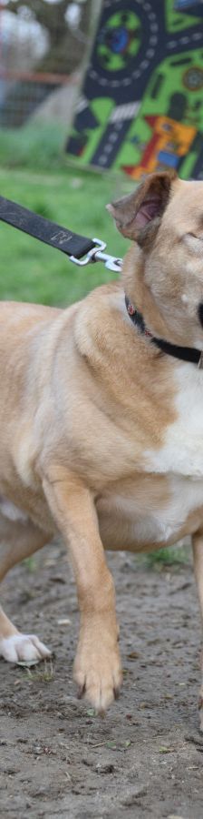 popeye – Mischling, Männchen, 6 Jahre, Ungarn – Foto 6