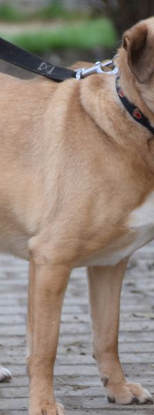 popeye – Mischling, Männchen, 6 Jahre, Ungarn – Foto 7