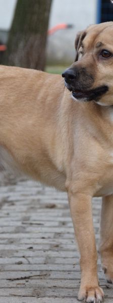 popeye – Mischling, Männchen, 6 Jahre, Ungarn – Foto 8