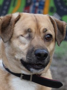popeye – Mischling, Männchen, 6 Jahre, Ungarn – Foto 9