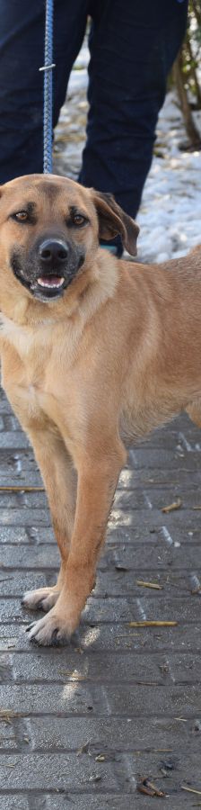 nady – Mischling, Weibchen, 2 Jahre, Ungarn – Foto 1