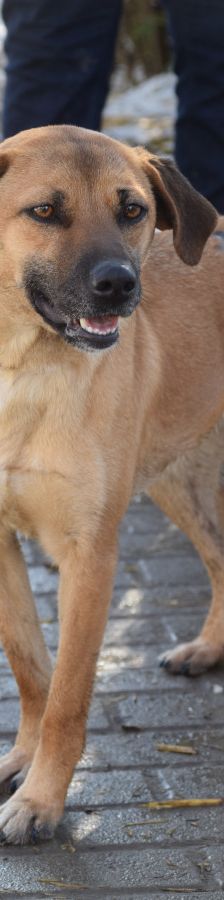 nady – Mischling, Weibchen, 2 Jahre, Ungarn – Foto 2