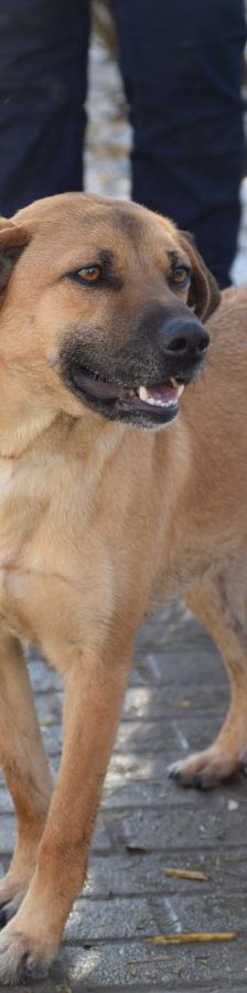 nady – Mischling, Weibchen, 2 Jahre, Ungarn – Foto 3