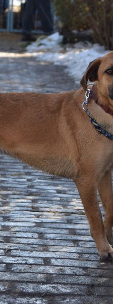 nady – Mischling, Weibchen, 2 Jahre, Ungarn – Foto 4