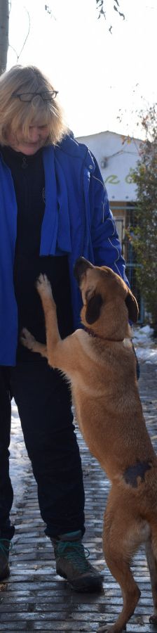nady – Mischling, Weibchen, 2 Jahre, Ungarn – Foto 5