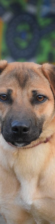 nady – Mischling, Weibchen, 2 Jahre, Ungarn – Foto 6