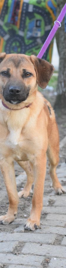 nady – Mischling, Weibchen, 2 Jahre, Ungarn – Foto 7