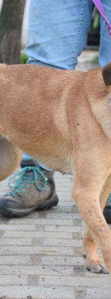 nady – Mischling, Weibchen, 2 Jahre, Ungarn – Foto 8