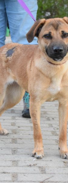 nady – Mischling, Weibchen, 2 Jahre, Ungarn – Foto 9
