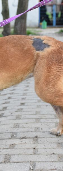 nady – Mischling, Weibchen, 2 Jahre, Ungarn – Foto 10