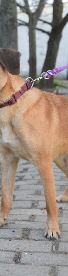 nady – Mischling, Weibchen, 2 Jahre, Ungarn – Foto 11