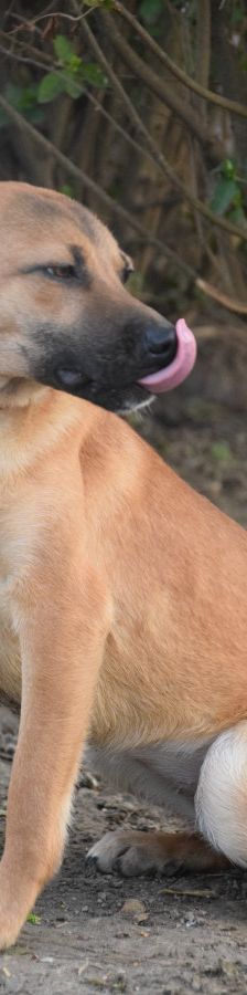 nady – Mischling, Weibchen, 2 Jahre, Ungarn – Foto 12