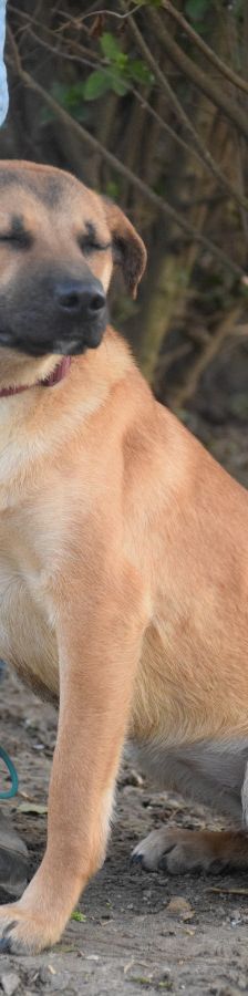 nady – Mischling, Weibchen, 2 Jahre, Ungarn – Foto 13