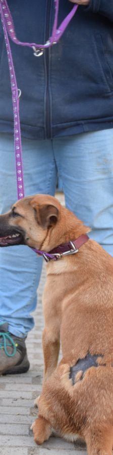 nady – Mischling, Weibchen, 2 Jahre, Ungarn – Foto 14