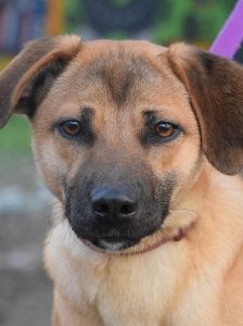 nady – Mischling, Weibchen, 2 Jahre, Ungarn – Foto 15