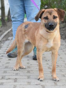 nady – Mischling, Weibchen, 2 Jahre, Ungarn – Foto 16