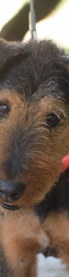 Tequila – Mischling, Männchen, 7 Jahre, Ungarn – Foto 1