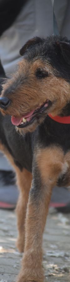 Tequila – Mischling, Männchen, 7 Jahre, Ungarn – Foto 2