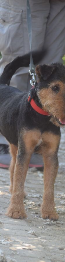 Tequila – Mischling, Männchen, 7 Jahre, Ungarn – Foto 3