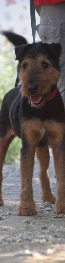 Tequila – Mischling, Männchen, 7 Jahre, Ungarn – Foto 4