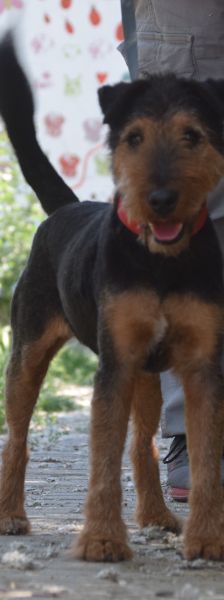 Tequila – Mischling, Männchen, 7 Jahre, Ungarn – Foto 5